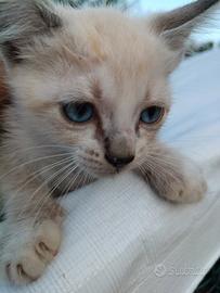 Gattini ragdoll siamese
