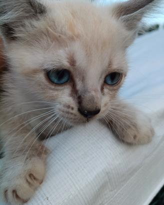 Gattini ragdoll siamese