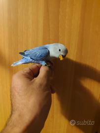 Inseparabile allevato a mano