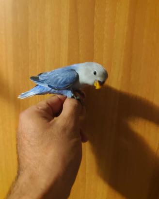 Inseparabile allevato a mano