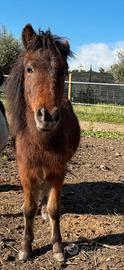 Mini pony