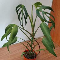 Monstera burle marx flame