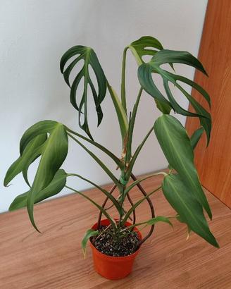 Monstera burle marx flame