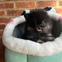 Cuccioli di spitz pomerania neri maschi