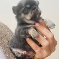 Chihuahua toy