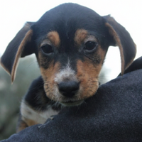 Accattivanti cuccioli