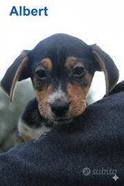 Accattivanti cuccioli