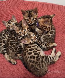 Cuccioli gattini Bengala