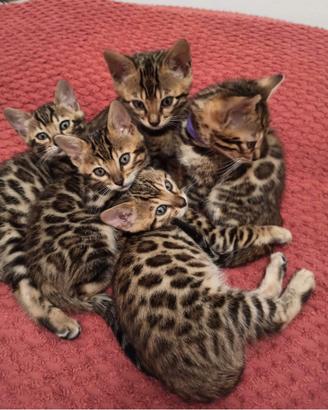 Cuccioli gattini Bengala