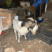 Capra capretto Tibetano