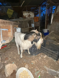 Capra capretto Tibetano