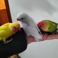 Pappagalli allevati a mano