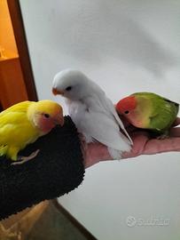 Pappagalli allevati a mano