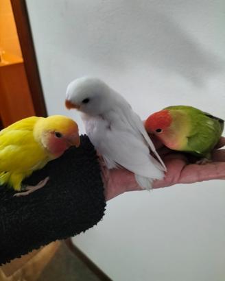 Pappagalli allevati a mano