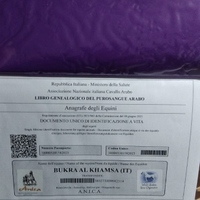 Puledra araba pura egiziana