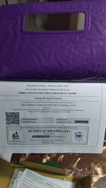 Puledra araba pura egiziana