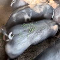 Suini di alta qualità -100kg-pronti macellazione