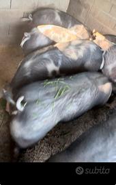 Suini di alta qualità -100kg-pronti macellazione