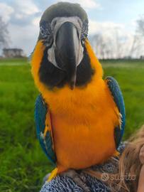 Ara ararauna allevate a mano