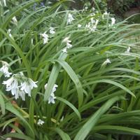 Allium Triquetrum   20  piantine