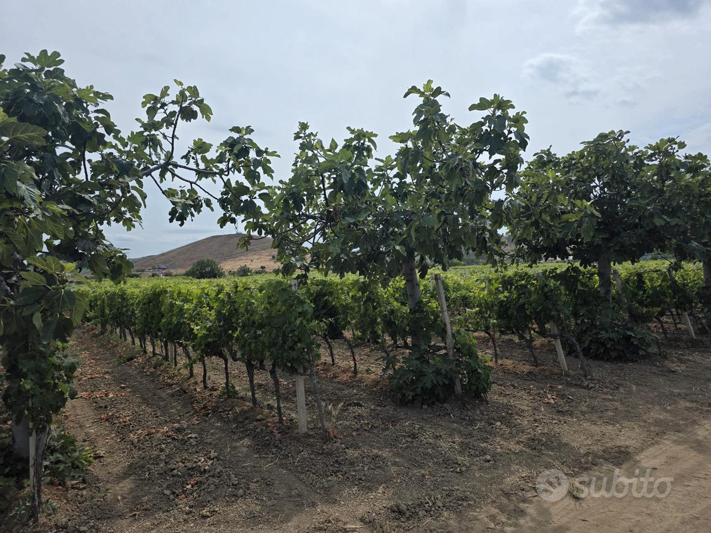 Vendita terreno agricolo - Vista 4