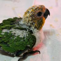 Pappagallo conuro jandaya da imbecco