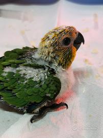 Pappagallo conuro jandaya da imbecco