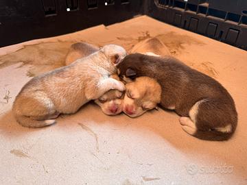 Cuccioli di Husky: 2 maschi e 2 femmine