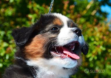 Miniature american shepherd