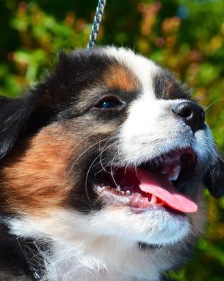 Miniature american shepherd