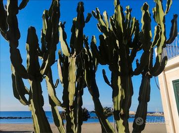 Appartamento sul mare casal velino