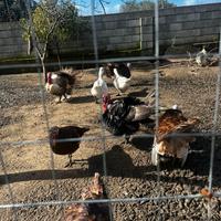 Tacchini rossi di borbone 50