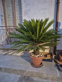 Pianta cycas
