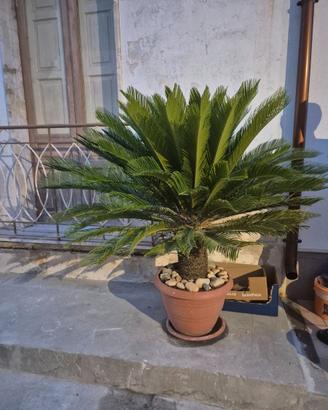 Pianta cycas