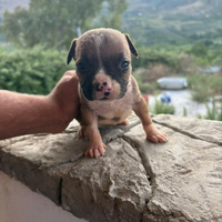 Cuccioli Pitbull