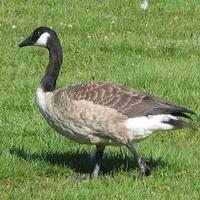 Oca del Canada Maschio C.E.R.C.O