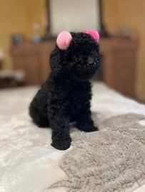 Barboncino nero e Silver