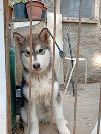 Cucciola alaskan malamute