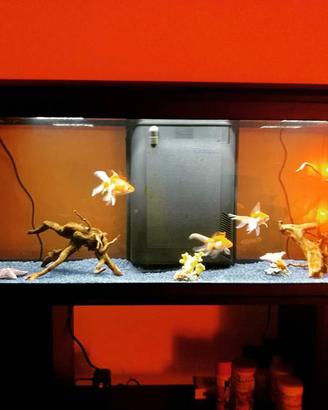 ACQUARIO AQUADREAM 100