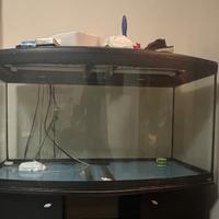 Acquario