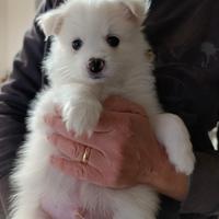 Disponibili 2 maschietti volpino italiano