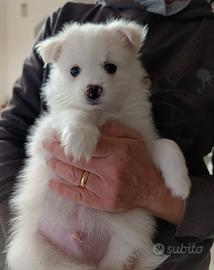 Disponibili 2 maschietti volpino italiano