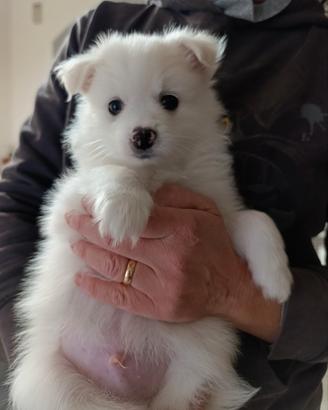 Disponibili 2 maschietti volpino italiano