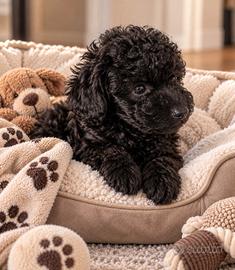 BARBONCINO TOY NERO CUCCIOLI - BARBONCINI pag rate