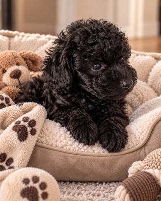 BARBONCINO TOY NERO CUCCIOLI - BARBONCINI pag rate