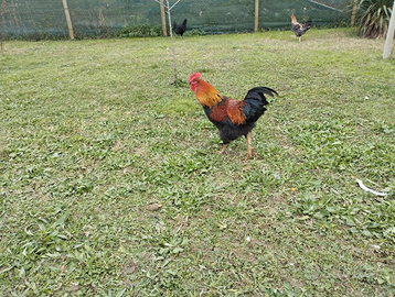 Giovane Gallo colori brillanti