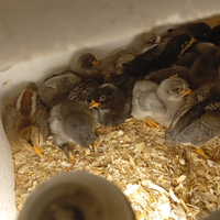 Galline Ornamentali e pulcinotti