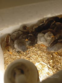 Galline Ornamentali e pulcinotti