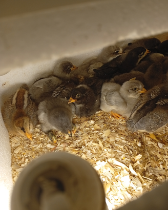 Galline Ornamentali e pulcinotti