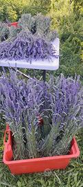 lavanda